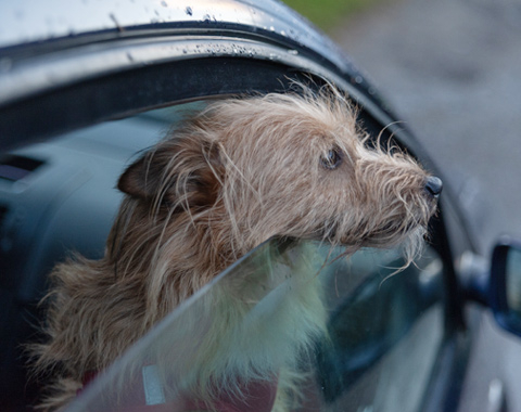  <span style="color:#333333;"><span style="font-family:Poppins;"><span style="font-weight:600;"><span style="font-size:20px;">Interior del perro del coche</span></span></span></span> <link href="https://fonts.googleapis.com/css?family=Poppins" rel="stylesheet" type="text/css"> 